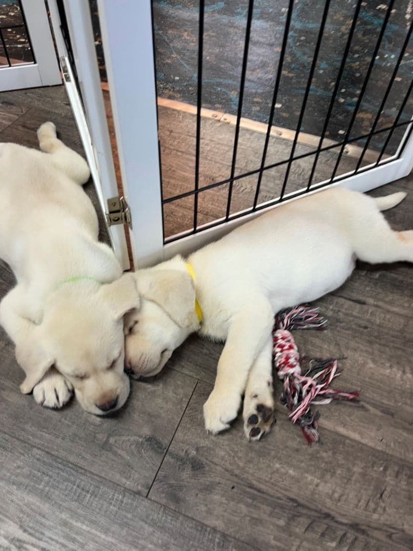 Labrador Retriever Puppies breeder image 11