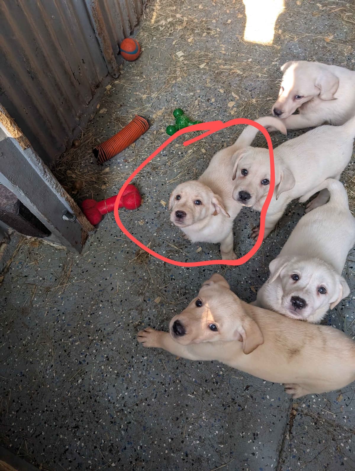 Labrador Retriever Puppies breeder image 13