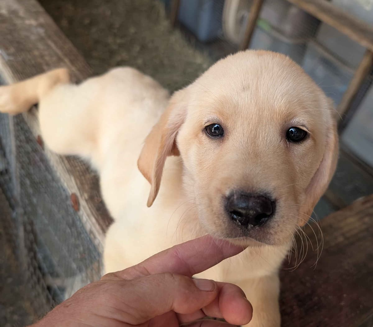 Labrador Retriever Puppies breeder image 12