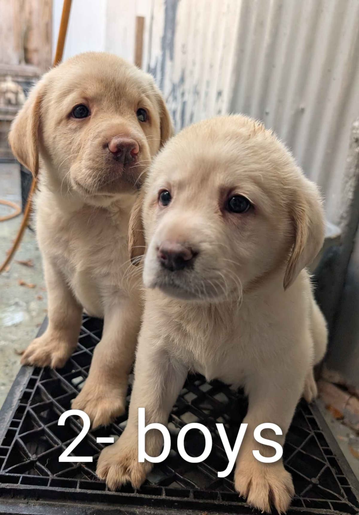 Labrador Retriever Puppies breeder image 14
