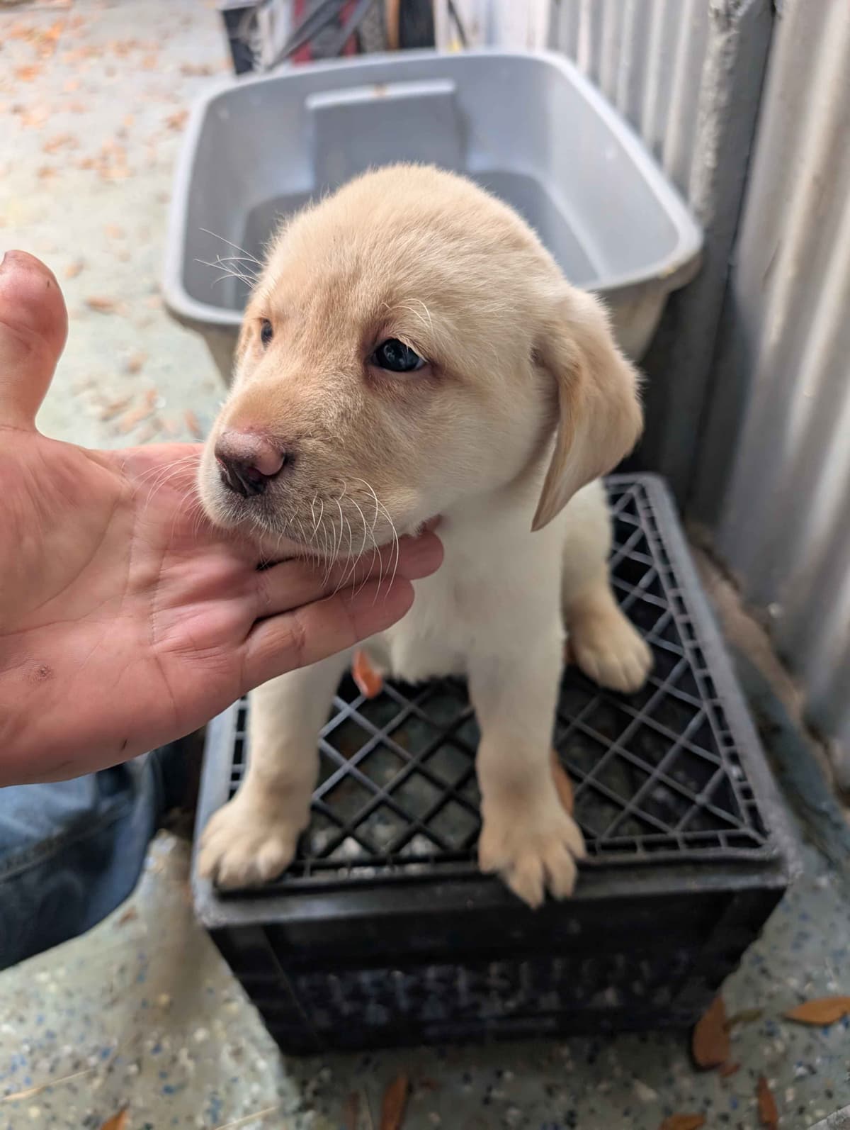 Labrador Retriever Puppies breeder image 15