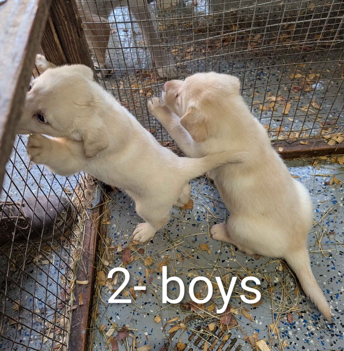 Labrador Retriever Puppies breeder image 16