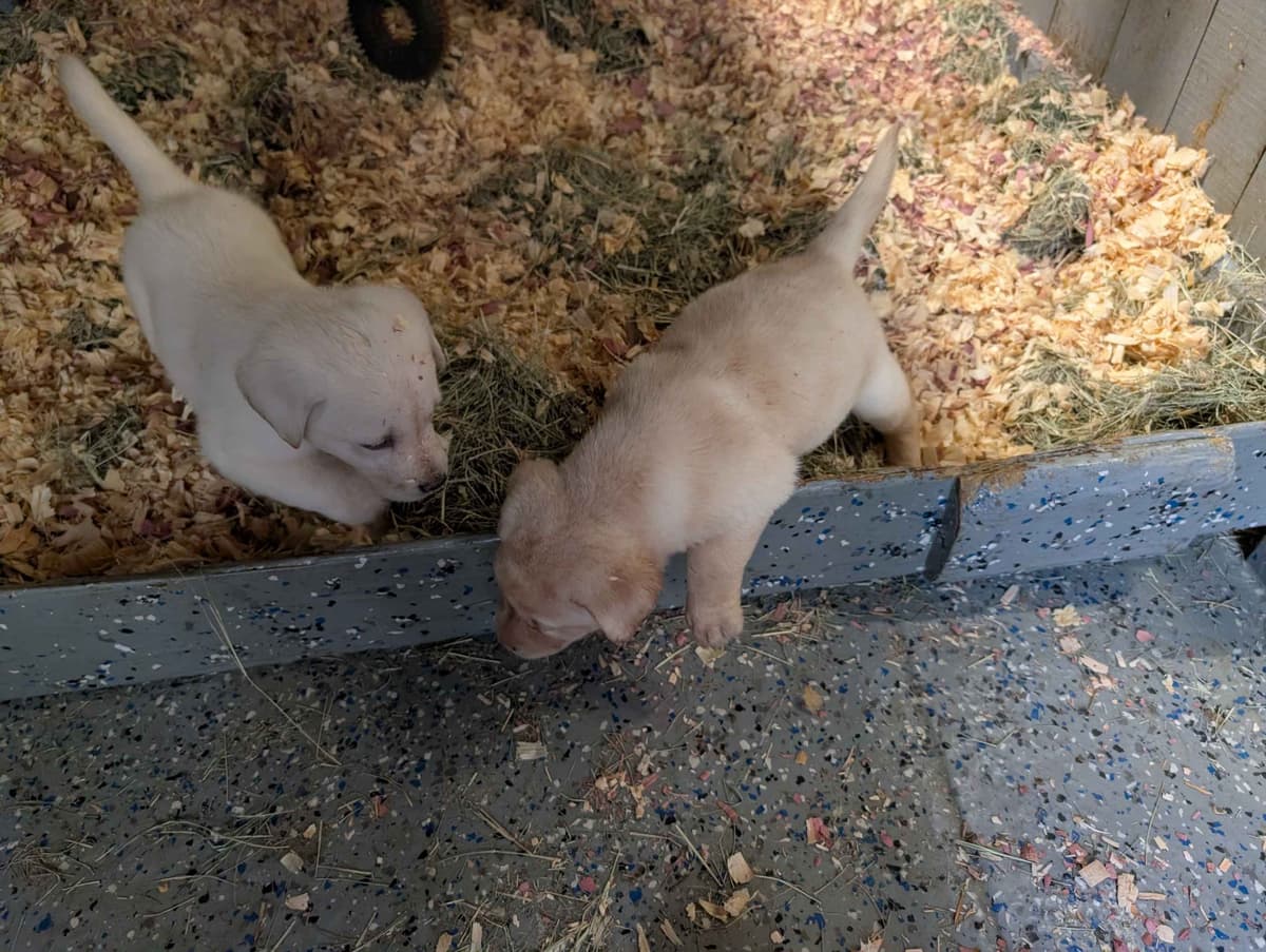 Labrador Retriever Puppies breeder image 17