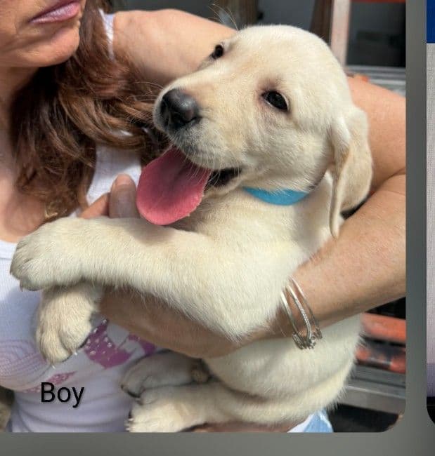 Labrador Retriever Puppies media 3