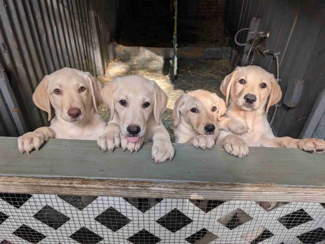 Labrador Retriever Puppies media 7