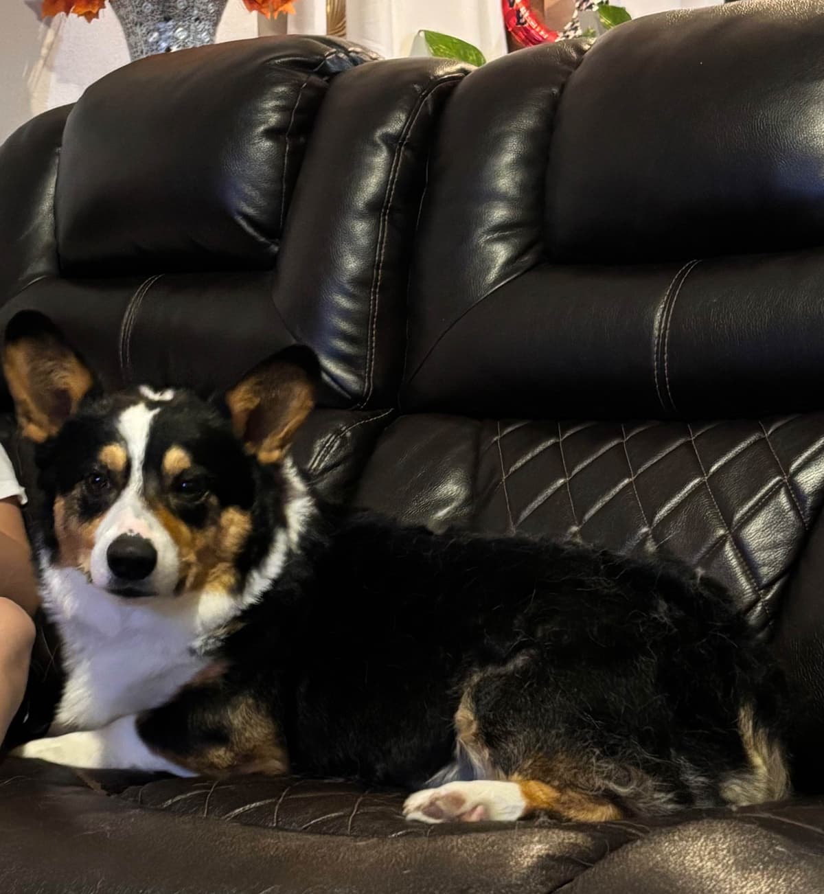 Pembroke Welsh Corgi Puppies breeder image 5