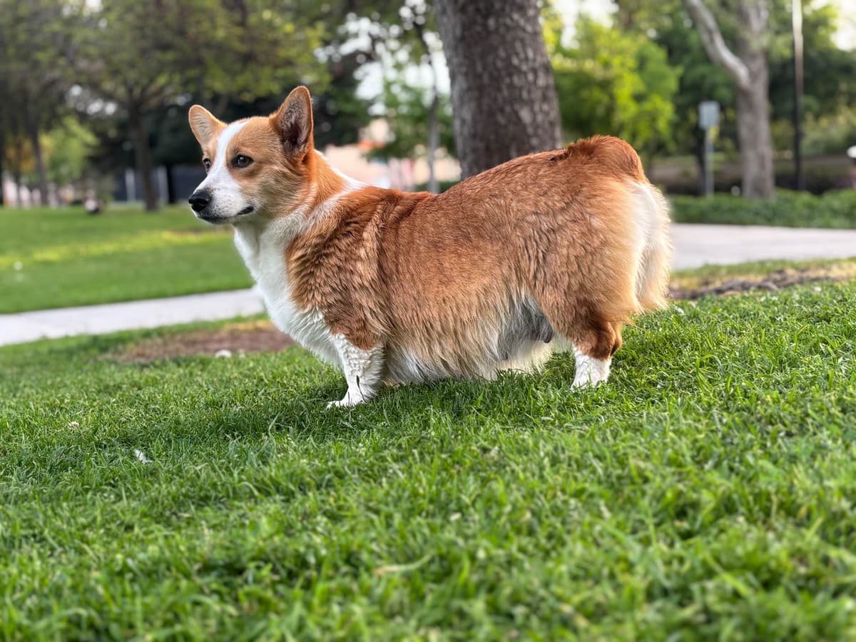 Pembroke Welsh Corgi Puppies breeder image 6