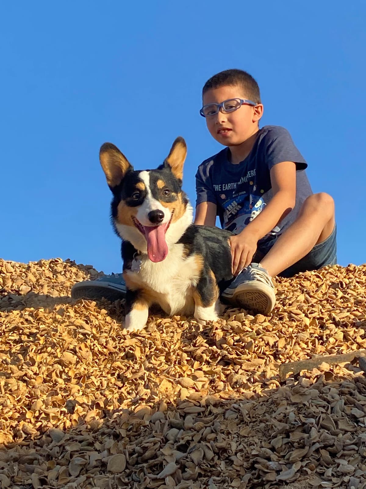 Pembroke Welsh Corgi Puppies breeder image 7
