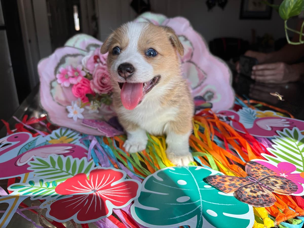 Pembroke Welsh Corgi Puppies breeder image 9