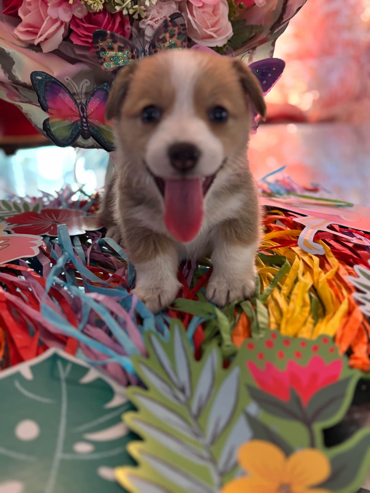 Pembroke Welsh Corgi Puppies breeder image 10