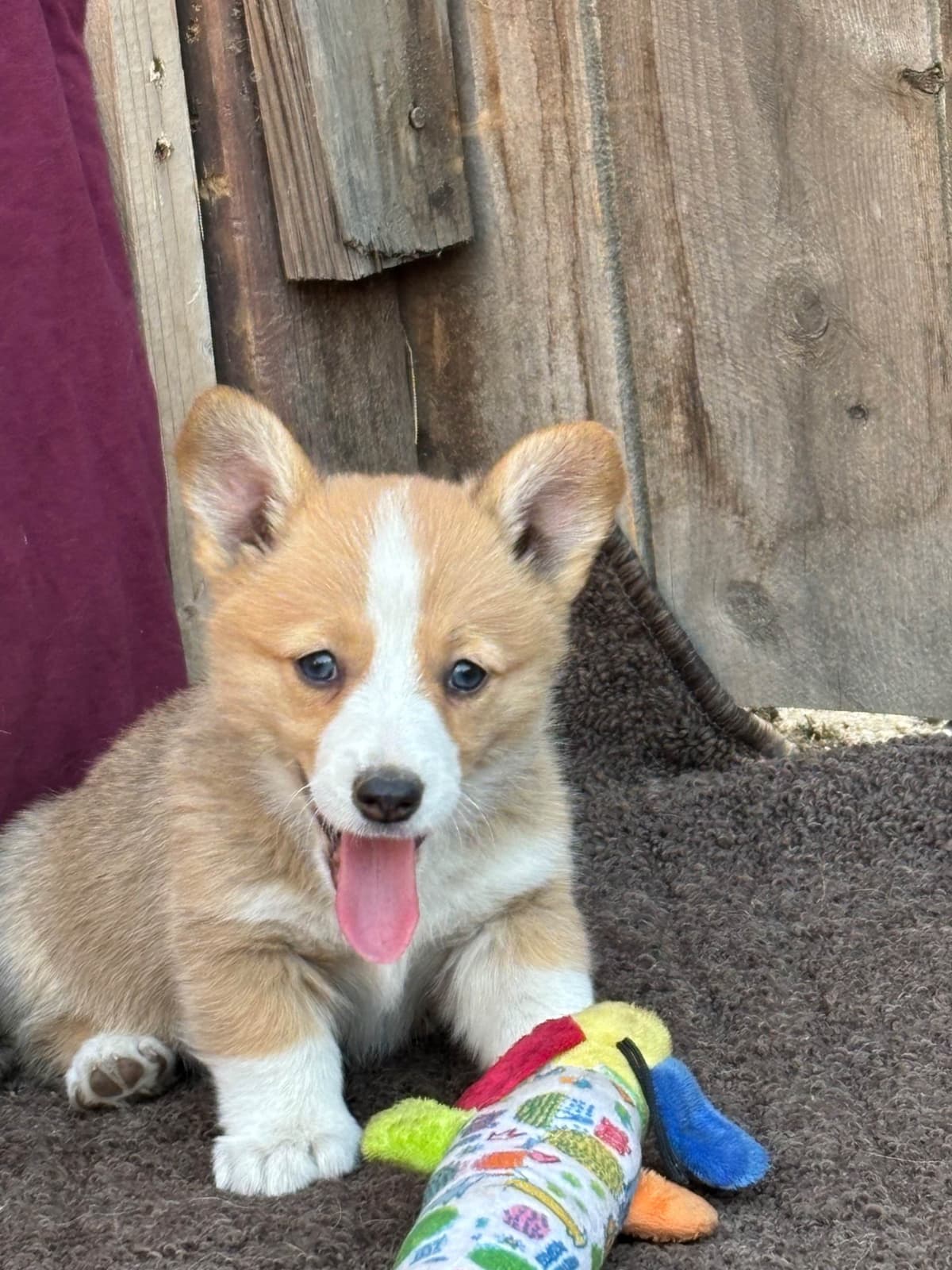 Pembroke Welsh Corgi Puppies breeder image 1