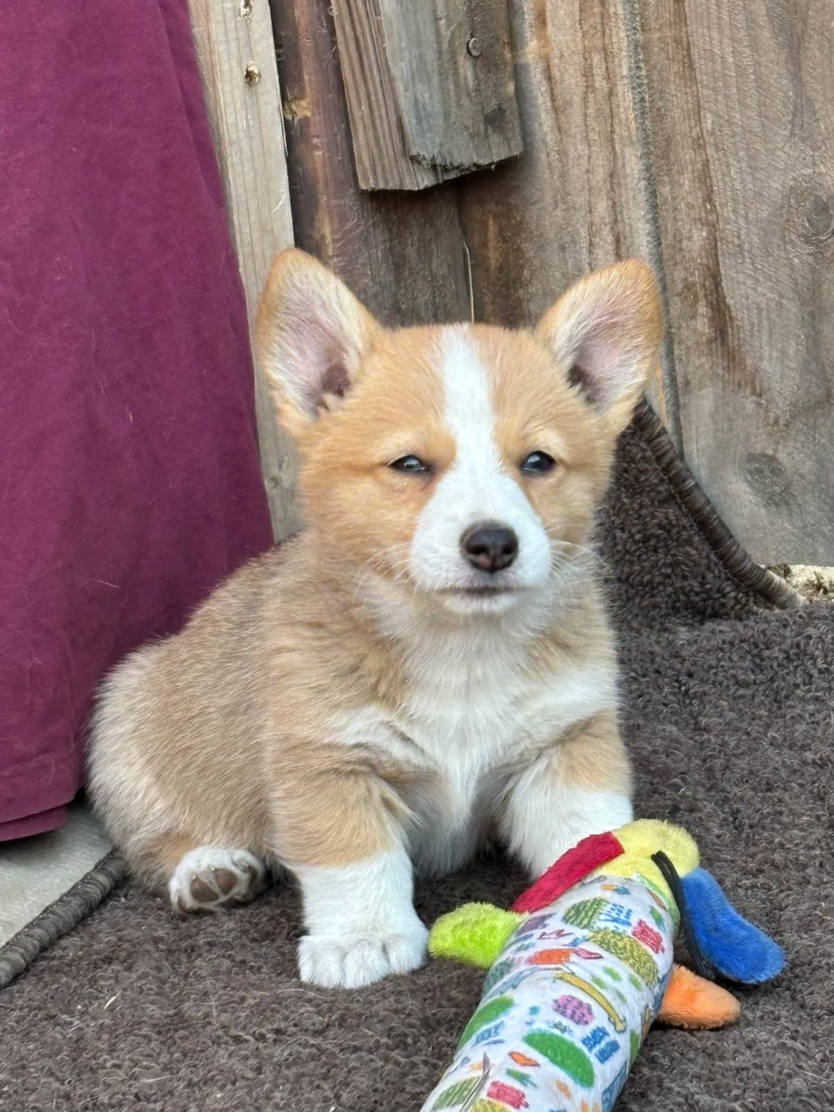 Pembroke Welsh Corgi Puppies breeder image 11