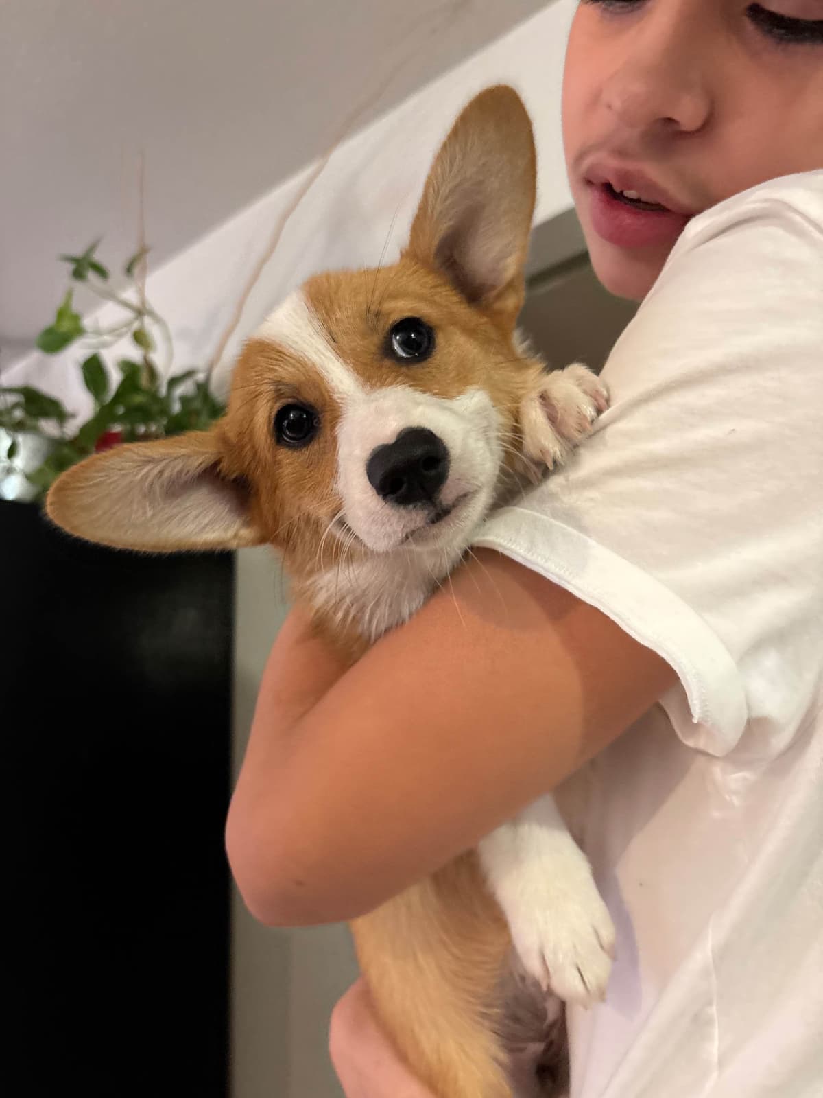 Pembroke Welsh Corgi Puppies breeder image 12
