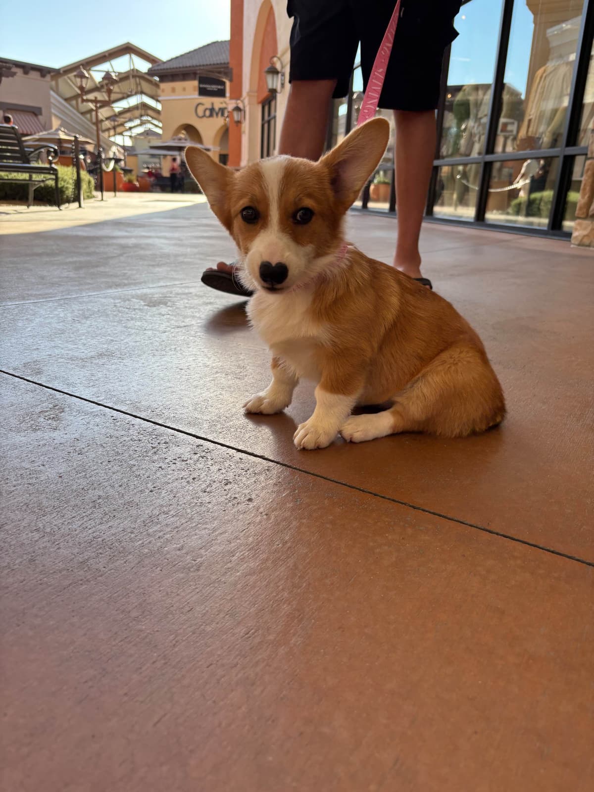 Pembroke Welsh Corgi Puppies breeder image 14