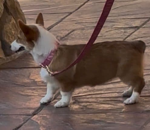 Pembroke Welsh Corgi Puppies breeder image 15