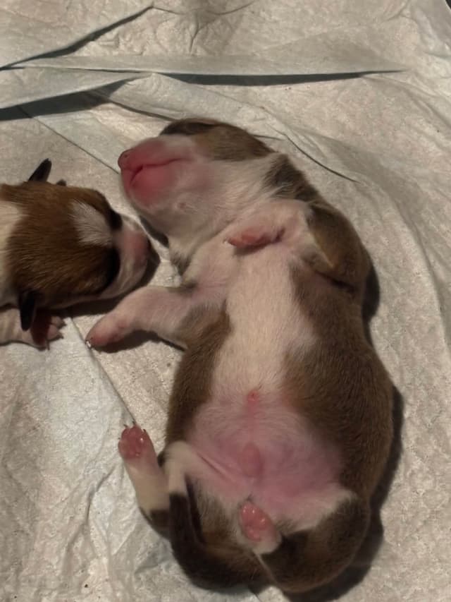 Pembroke Welsh Corgi Puppies media 4