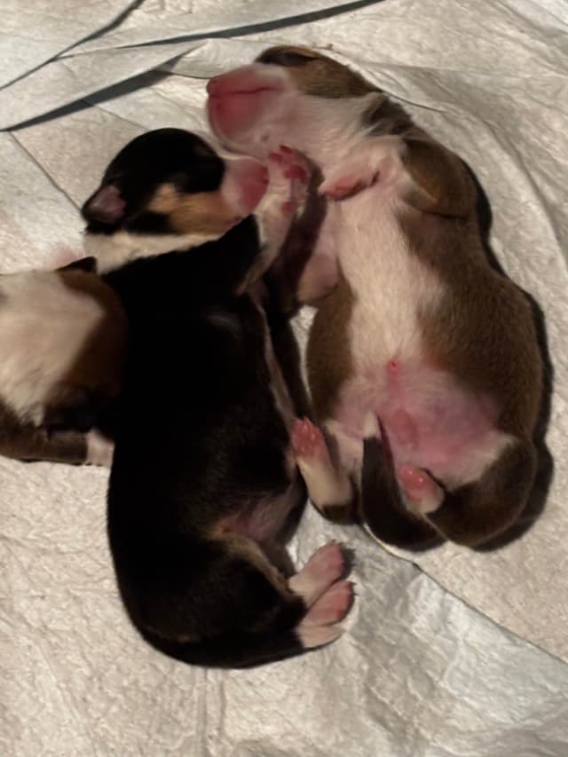 Pembroke Welsh Corgi Puppies media 5