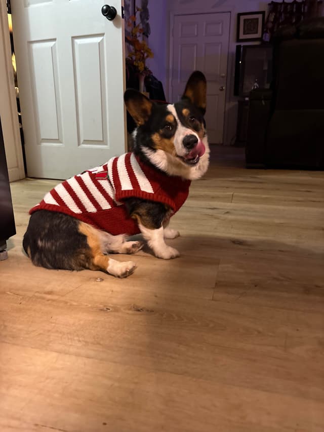 Pembroke Welsh Corgi Puppies media 6