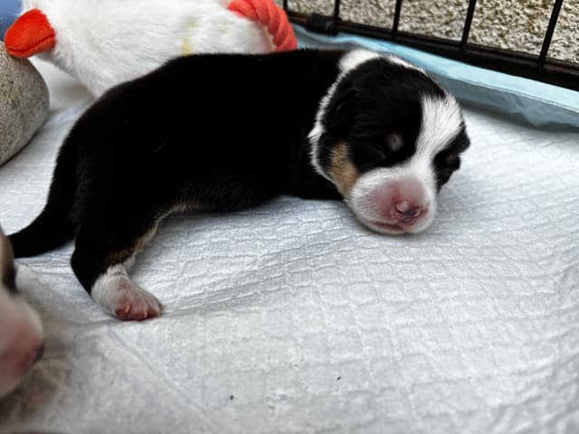 Pembroke Welsh Corgi Puppies media 7