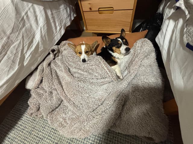 Pembroke Welsh Corgi Puppies media 10