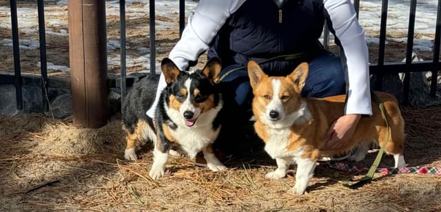 Pembroke Welsh Corgi Puppies media 9