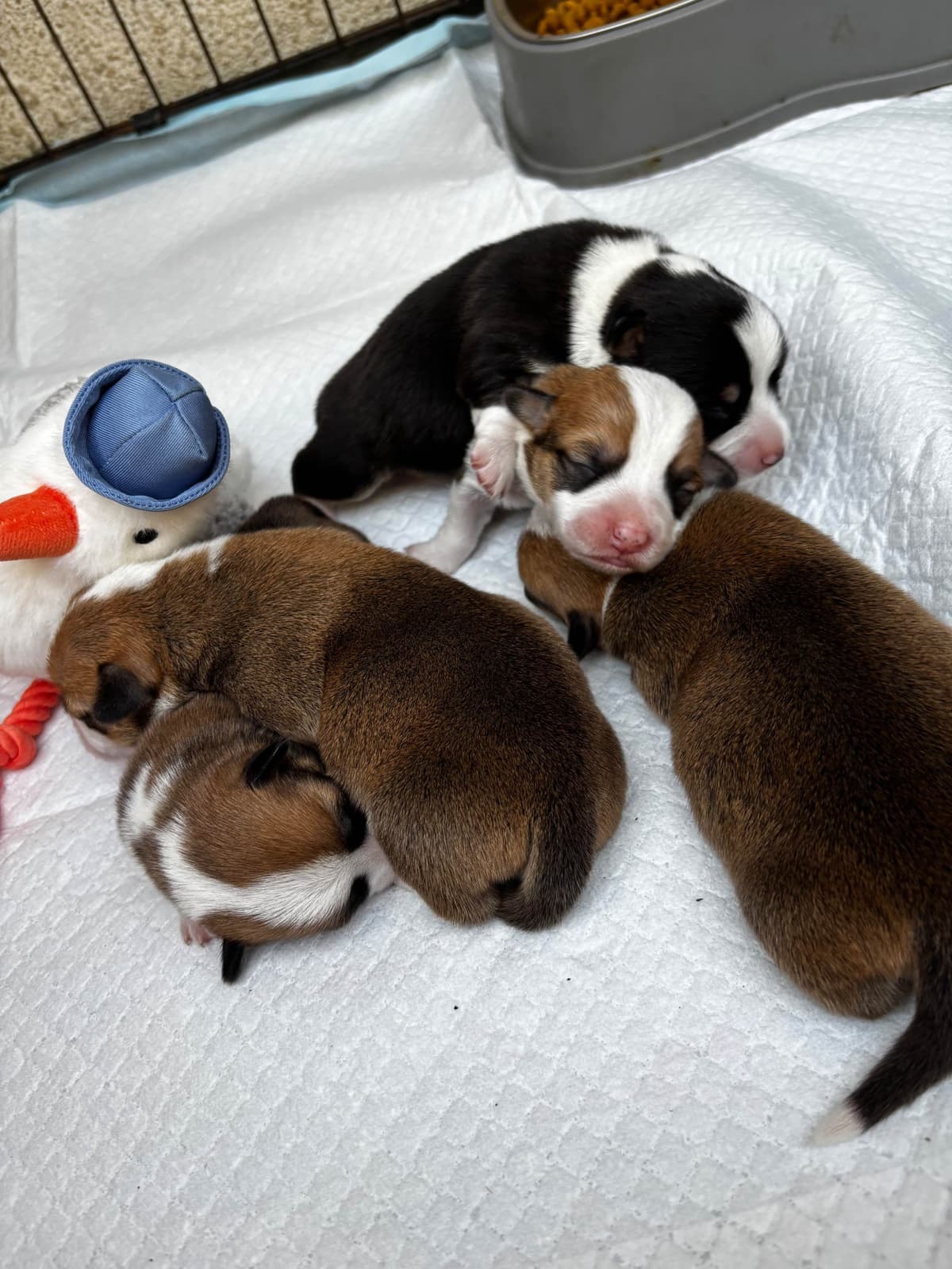 Pembroke Welsh Corgi Puppies breeder image 17