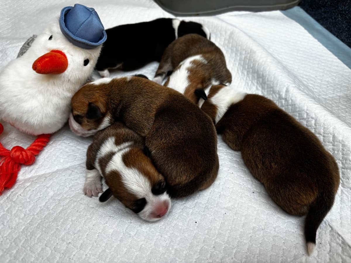 Pembroke Welsh Corgi Puppies breeder image 18