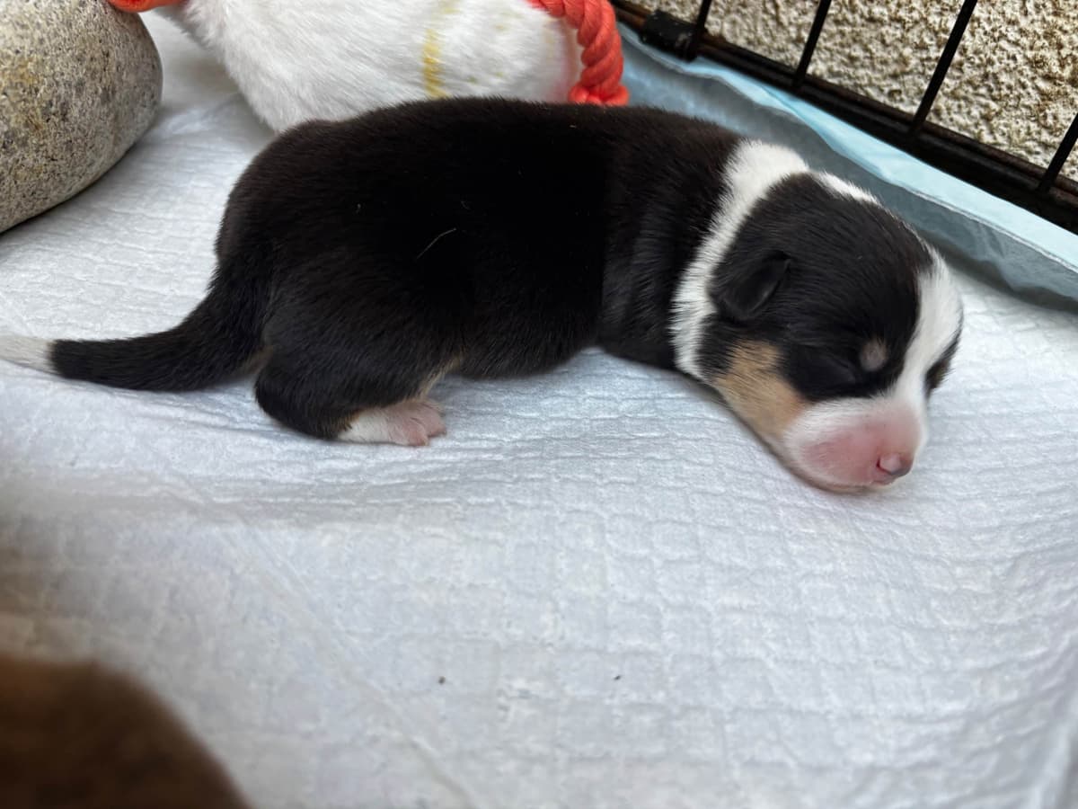 Pembroke Welsh Corgi Puppies breeder image 20