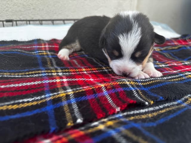 Pembroke Welsh Corgi Puppies media 11