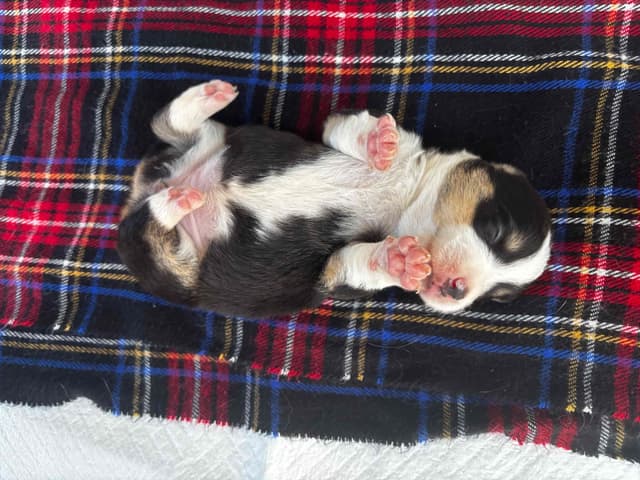 Pembroke Welsh Corgi Puppies media 12