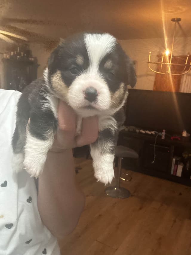 Pembroke Welsh Corgi Puppies media 2