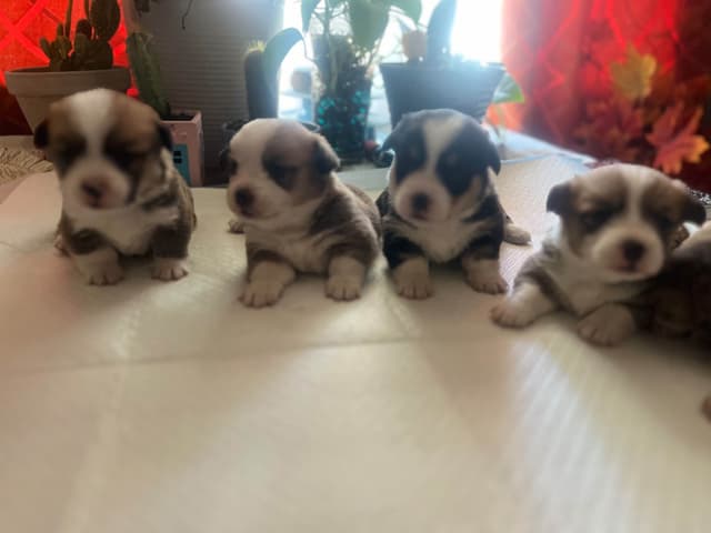 Pembroke Welsh Corgi Puppies media 16