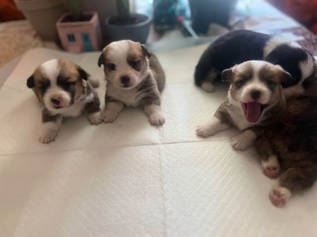 Pembroke Welsh Corgi Puppies media 17