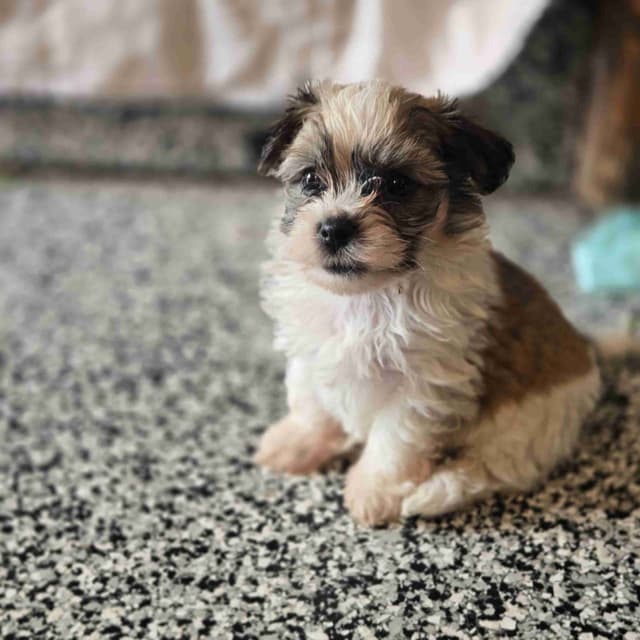 Havanese Puppies media 2