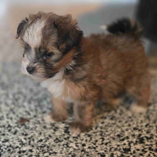 Havanese Puppies media 3