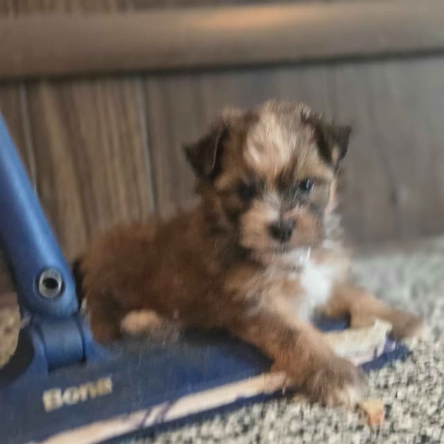 Havanese Puppies media 4