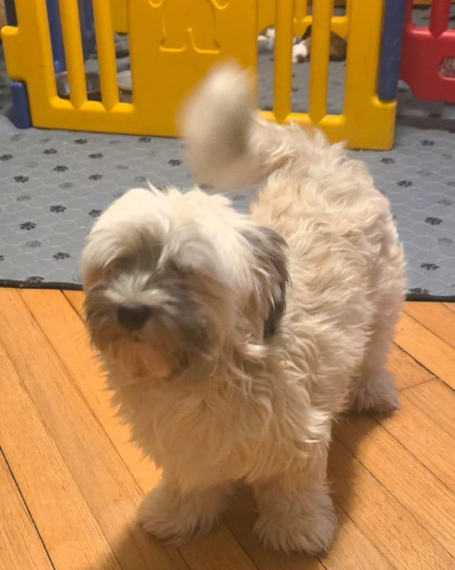 Havanese Puppies media 5