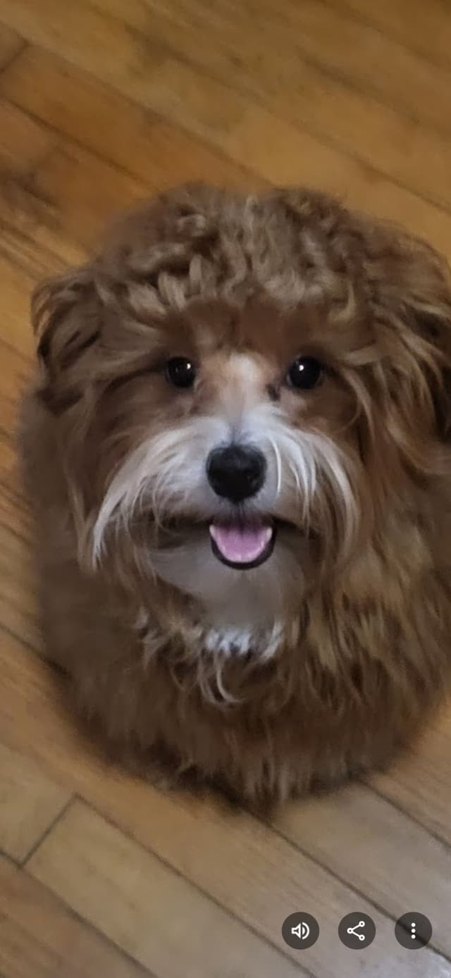Havanese Puppies media 6