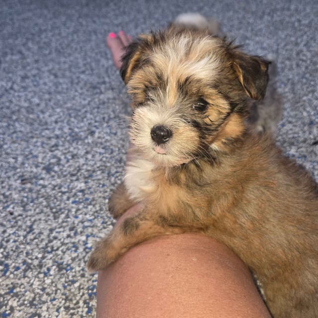Havanese Puppies media 8