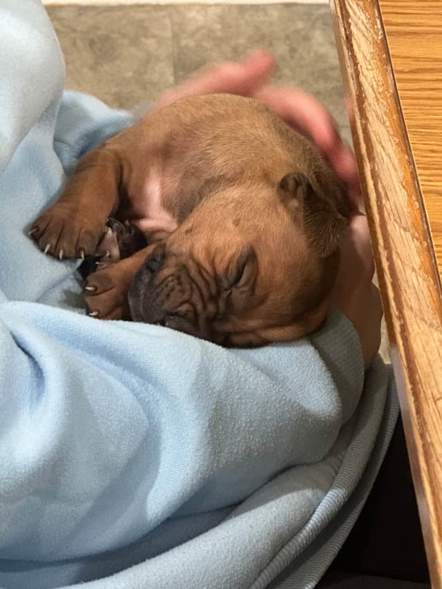 AKC Rhodesian Ridgeback Puppies - Ready 4/27/26! media 2