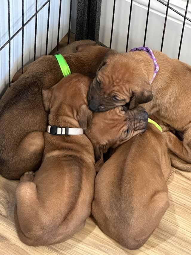 AKC Rhodesian Ridgeback Puppies - Ready 4/27/26! media 3