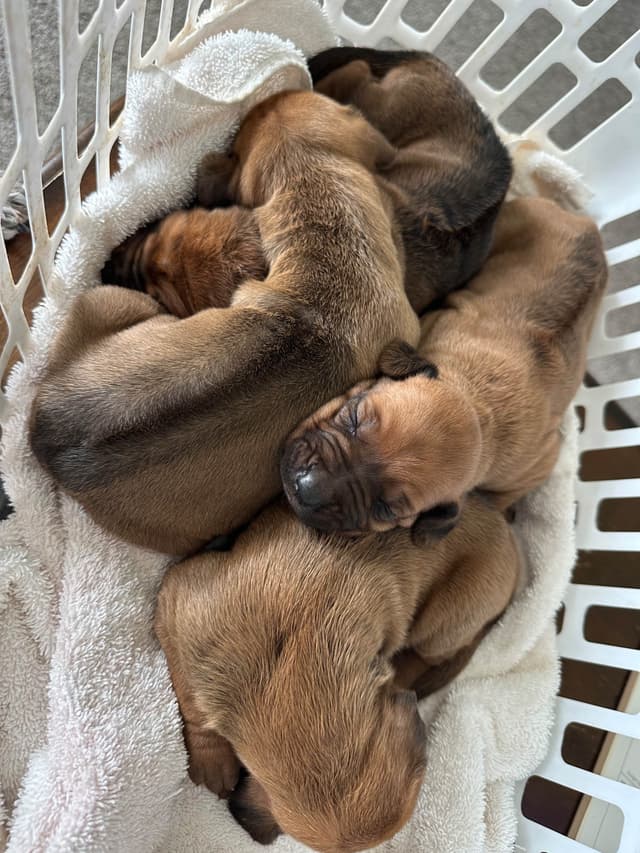 AKC Rhodesian Ridgeback Puppies - Ready 4/27/26! media 4
