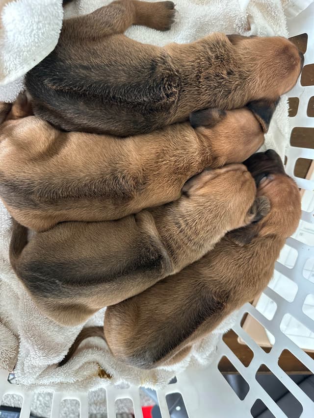 AKC Rhodesian Ridgeback Puppies - Ready 4/27/26! media 5