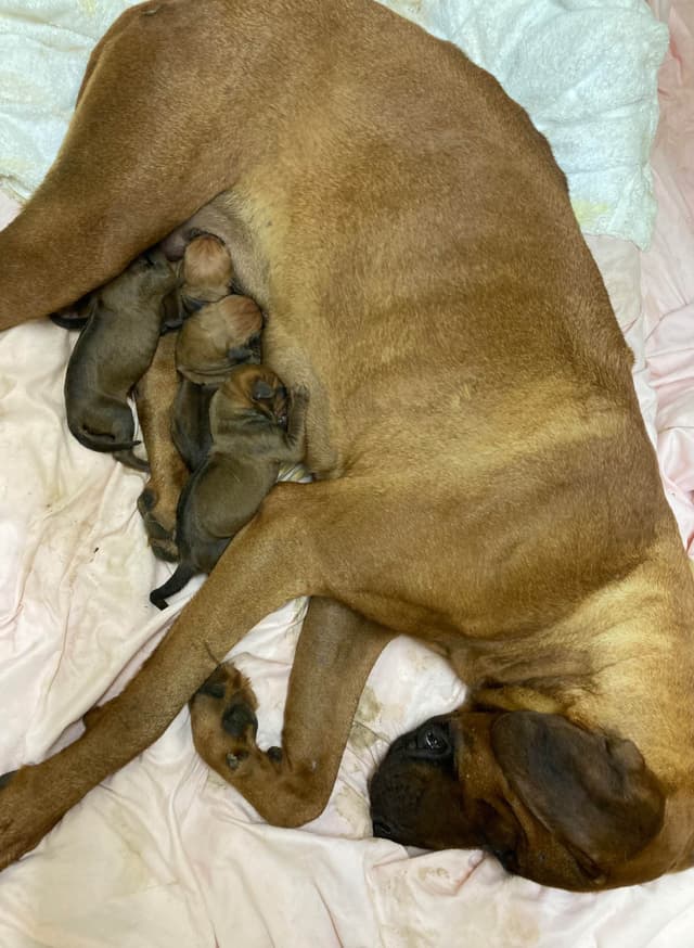 AKC Rhodesian Ridgeback Puppies - Ready 4/27/26! media 6