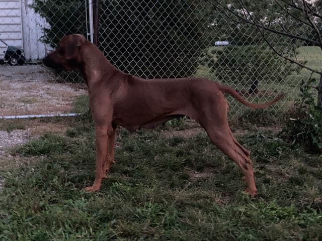 AKC Rhodesian Ridgeback Puppies - Ready 4/27/26! media 7