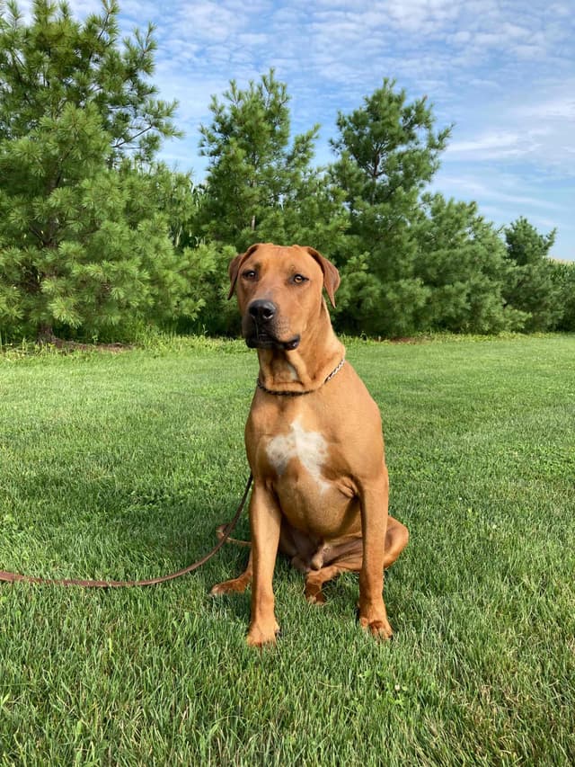 AKC Rhodesian Ridgeback Puppies - Ready 4/27/26! media 8