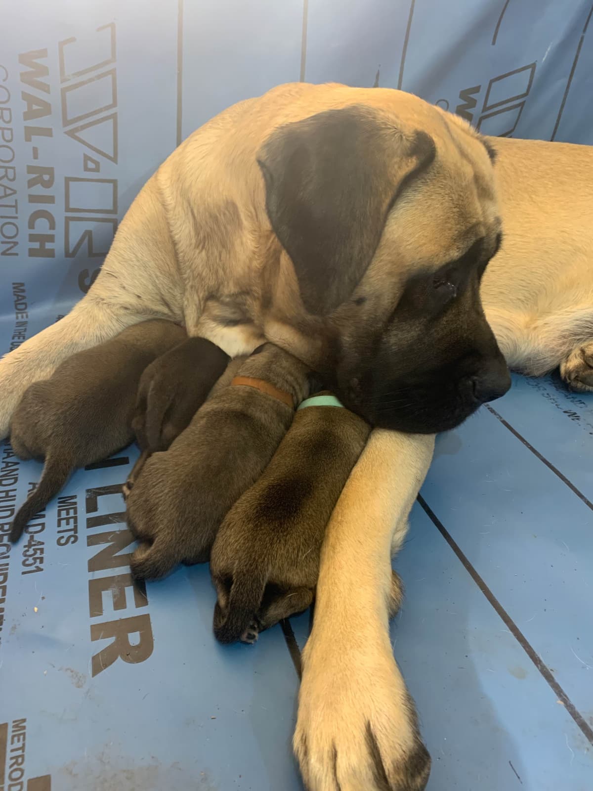 Mastiff Puppies breeder image 3