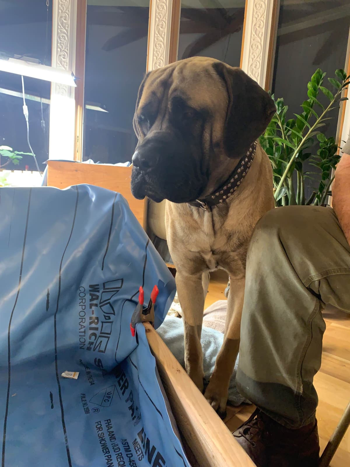 Mastiff Puppies breeder image 1