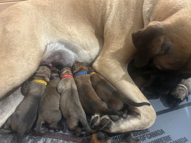 Mastiff Puppies media 2