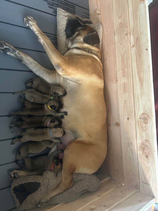 Mastiff Puppies media 3